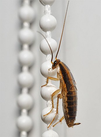 Засіб від тарганів Гьотте чи все таки Get? Який препарат придбати, а також трохи відгуків