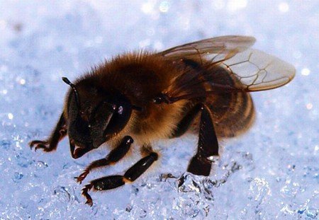 Бджоли взимку: що роблять, де сплять, зимують (фото, відео)