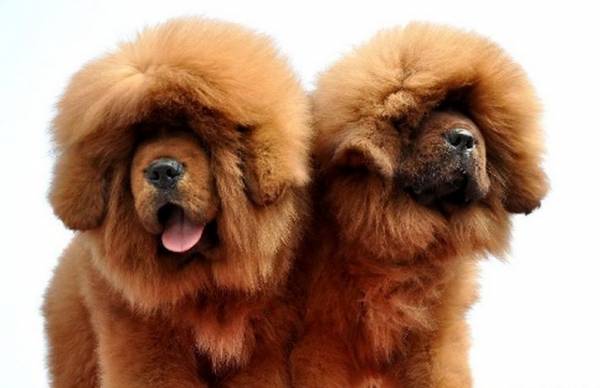 Породи собак з упертим характером