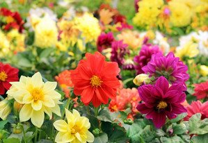 Рекомендації по темі, які багаторічні невибагливі квіти можна посадити на дачі навесні