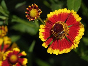 Як здійснюється посадка і догляд за квіткою гайлардия в саду (фото сортів)?