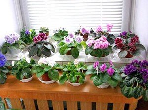 Як доглядати за фіалками в домашніх умовах, щоб вони рясно цвіли?