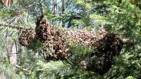 Як зняти рій бджіл з високого дерева (поради)