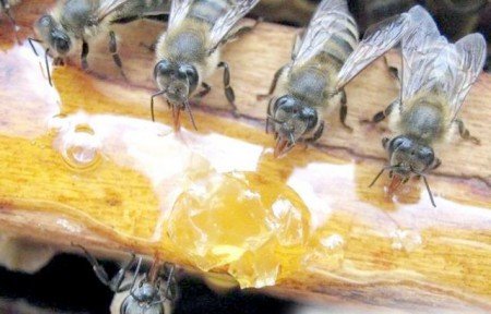 Коли виставляти бджіл із зимівника: правила виставки