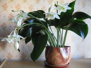 Посадка і догляд за амазонської лілією в домашніх умовах