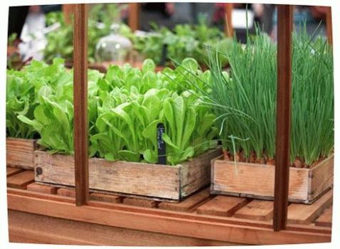 Як розбити кімнатний город своїми руками? Як розбити кімнатний город своїми руками?