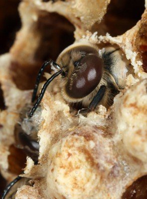 Все про личинок бджіл: як називаються, стадії, лікування