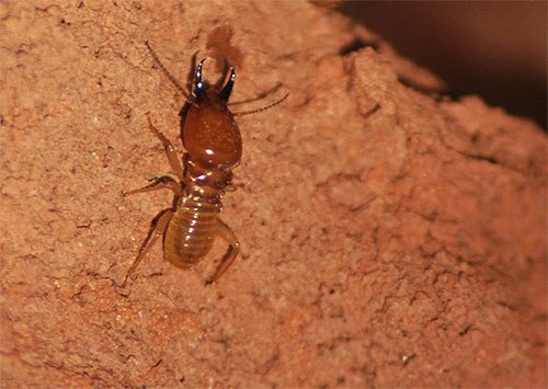 Цікаві факти про мурахах