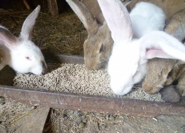 Комбікорм для кроликів: його склад, приготування і витрати