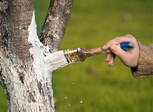 Обробка плодових дерев від шкідників навесні мідним купоросом та іншими препаратами