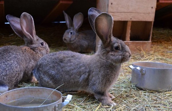 Огляд породи кроликів Різен, їх утримання і розведення в домашніх умовах