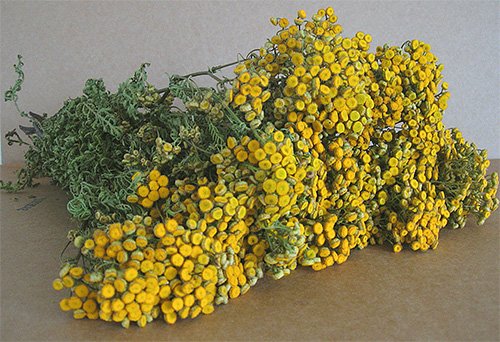 Личинки бліх і їх фото
