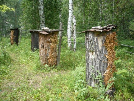Бортьове бджільництво: що це таке, фото, відео