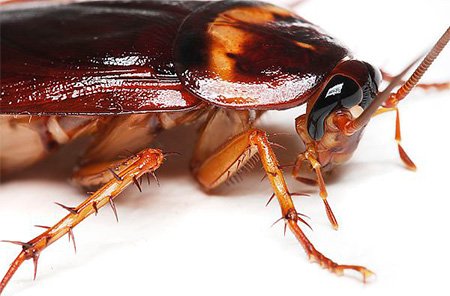 Знищення тарганів у квартирі: ефективні способи