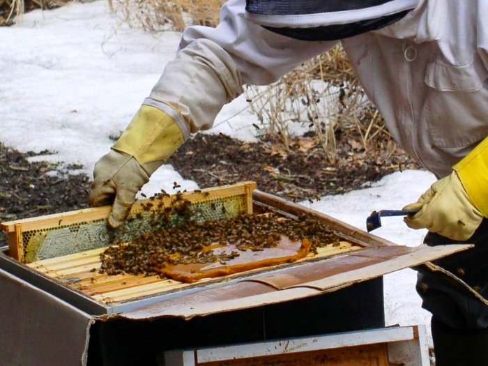 Приготування цукрової помадки для бджіл: рецепт і відео
