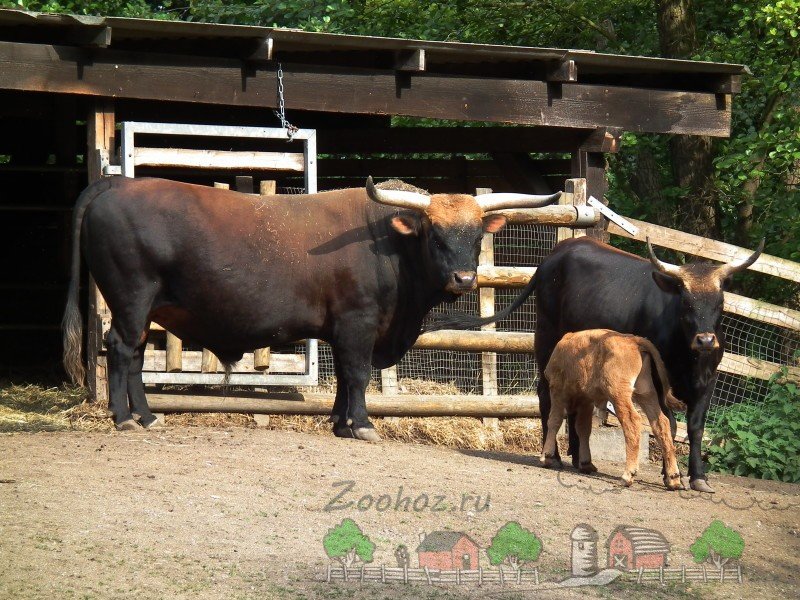 Огляд породи тур бика: його опис, фото і відео