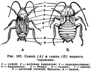 Великий чорний тарган, як позбавиться в квартирі, як виглядає, розміри, опис, характеристики, будову, фото, відео