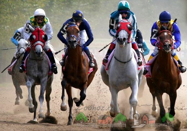 Найшвидша кінь у світі: її опис та фото огляд