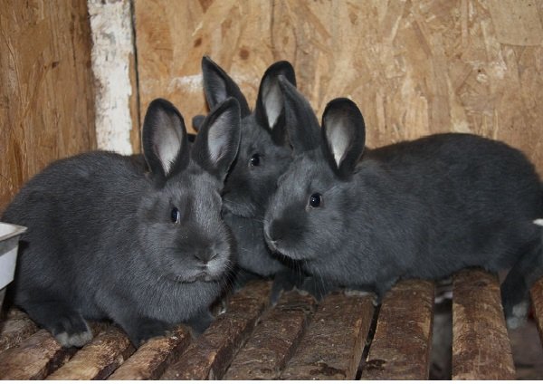 Як визначити стать кроликів: поради, фото і відео
