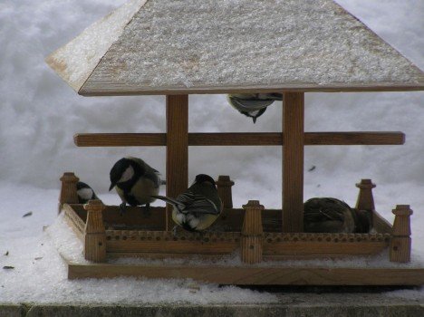 Що слід знати про годування птахів взимку?