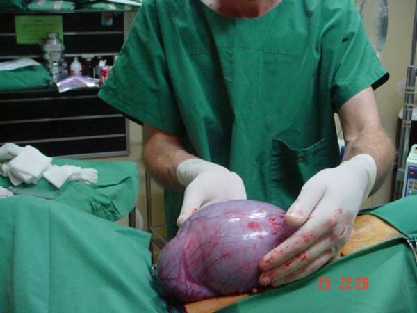 Піометра у собак: симптоми і лікування