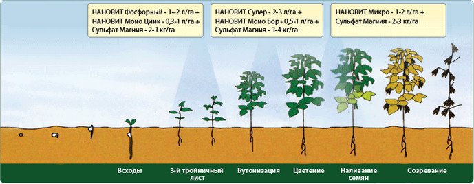 Вирощування сої на своїй дачі