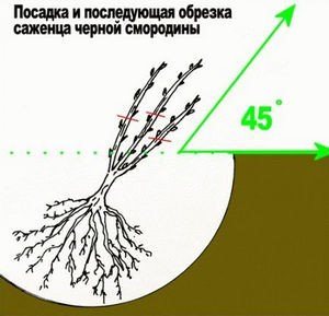 Обрізка червоної і чорної смородини навесні