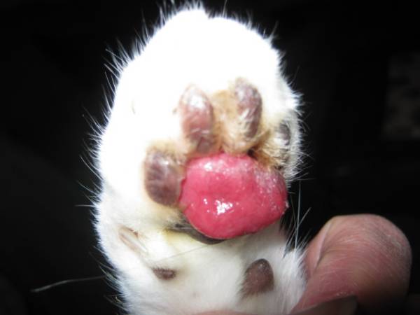 Пододерматит у кішок: симптоми, діагностика, лікування
