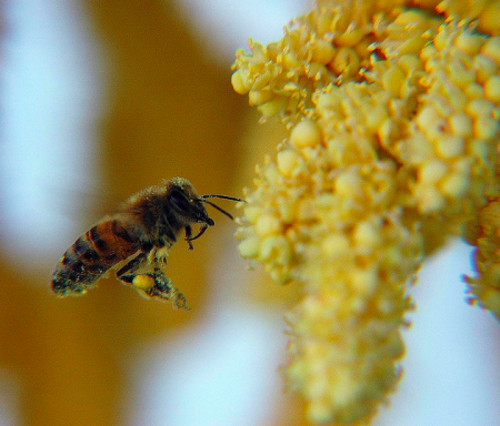 Все про Італійської породи бджіл: відгуки бджолярів, фото