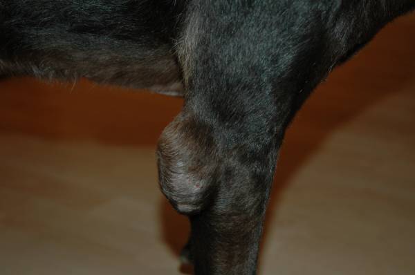 Бурсит у собак   все про запаленні суглобів