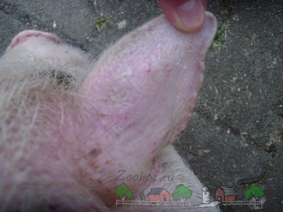 Пика у свиней: симптоми захворювання і його лікування