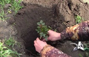 Як правильно посадити троянду з букета у воді і картоплі?