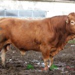 Огляд породи корів Лімузин, їх опис, фото і відео