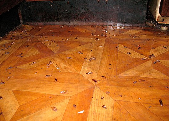 Як і чим морити тарганів Як і чим морити тарганів