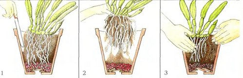 Коли можна пересаджувати квітучу орхідею?