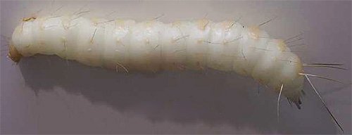 Домашні блохи і як від них позбавитися