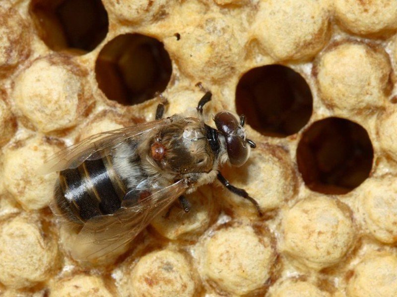 Лікування бджіл у весняний період: відео та фото огляд