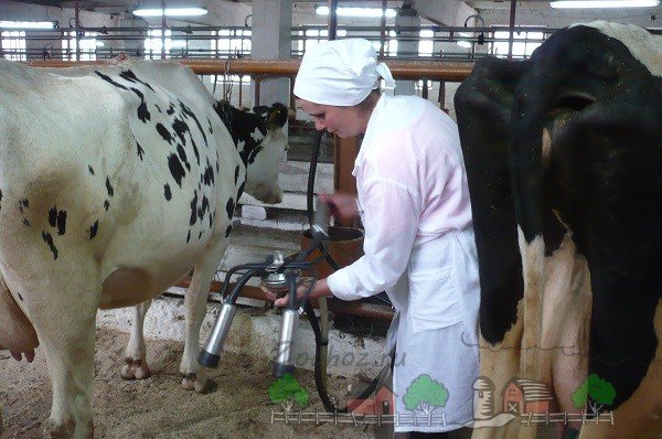 Доїльні апарати та обладнання для корів: види та відгуки