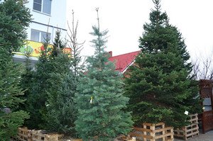 Як правильно і красиво посадити хвойники на дачі?