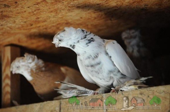 Що голуби їдять і чим їх годувати в домашньому господарстві