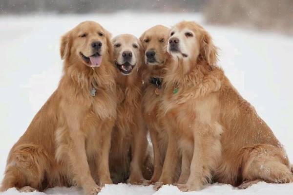 Фурминатор для собак: линька без бруду в будинку