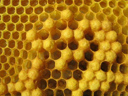 Все про розплоді: трутневий, бджолиний, мешотчатый і хвороби