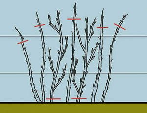 Правильна обрізка малини навесні і догляд за нею