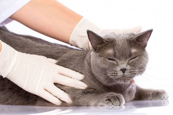 Мікози   грибкові захворювання у кішок у кішок