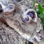 Міксоматоз у кроликів: симптоми недуги і його лікування
