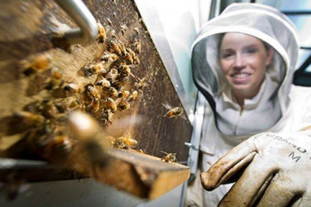 Акарапідоз бджіл: діагностика, лікування (лозеваль, полісан)