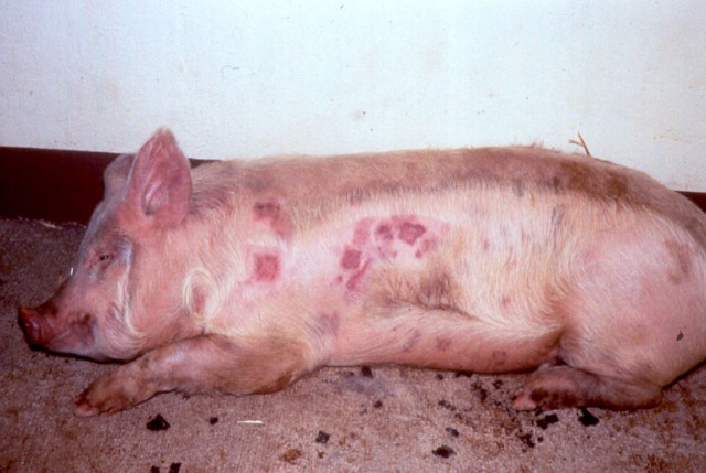 Пастерельоз свиней: симптоми хвороби і її лікування