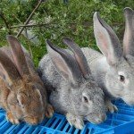 Кролик породи Сірий велетень: опис, фото і відео огляд