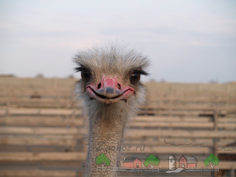 Найцікавіші факти про страусів: фото і відео огляд