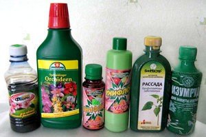 Вирощування, догляд та розмноження сенполії в домашніх умовах